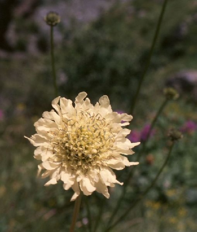 Cephalaria gigantea Gele Scabiosa, Reuzenscabiosa