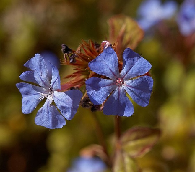 Ceratostigma willmottianum Loodkruid