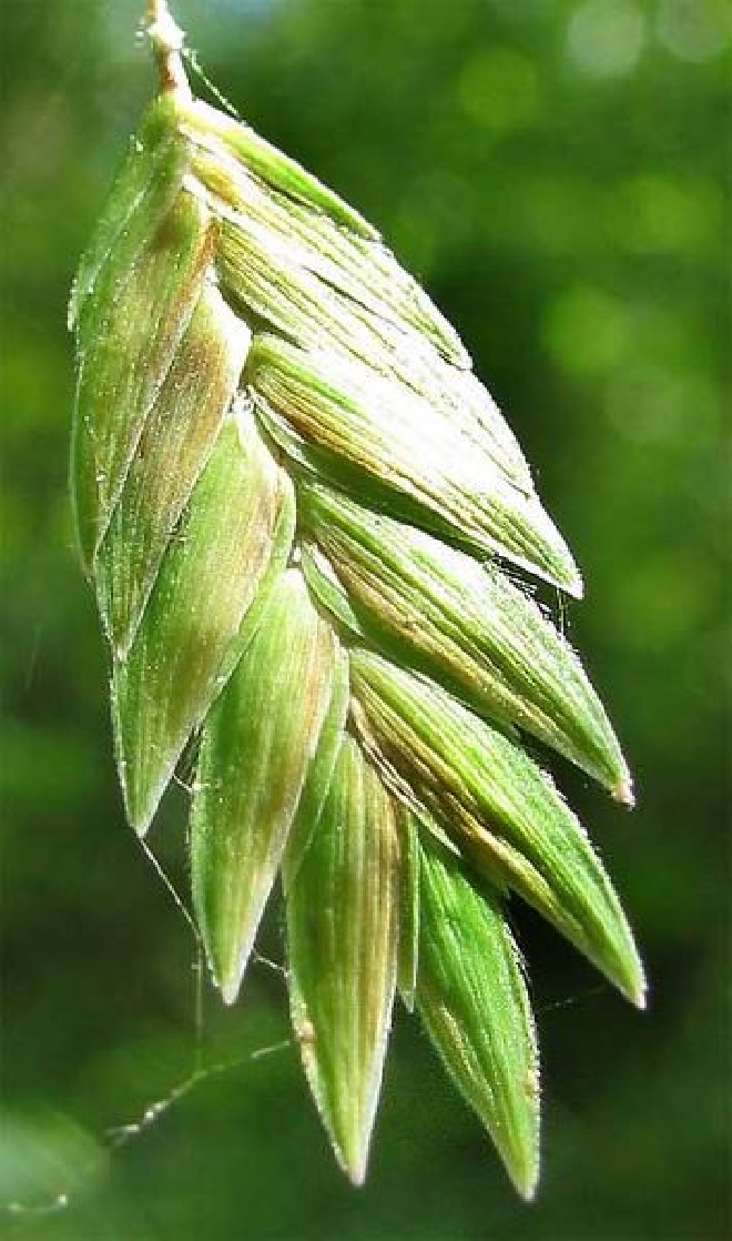 Chasmanthium latifolium (syn. Uniola latifolia) Plataargras