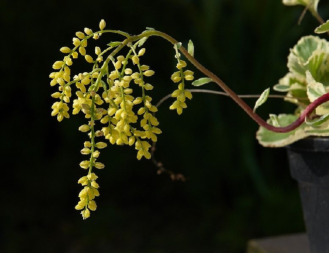 Chiastophyllum oppositifolium Goudkorrel
