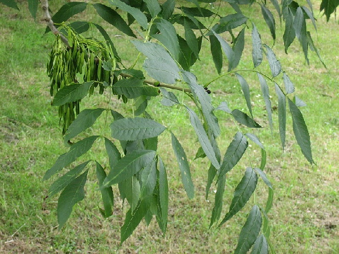 Fraxinus excelsior 'Atlas' Gewone Es