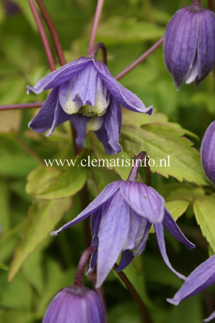 Clematis alpina Blauwe Bosrank