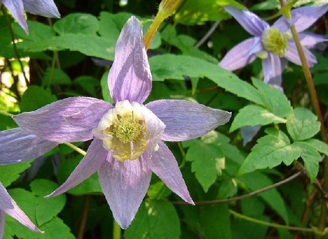 Clematis macropetala Paars-Blauwe Gevulde Bosrank