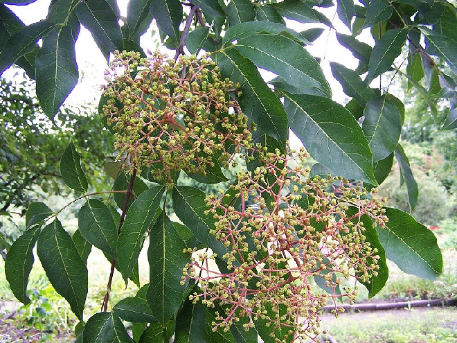 Tetradium daniellii (syn. Euodia daniellii) Bijenplant, Bijenboom