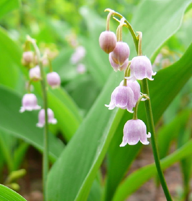 Convallaria majalis 'Rosea' Lelietje der dalen