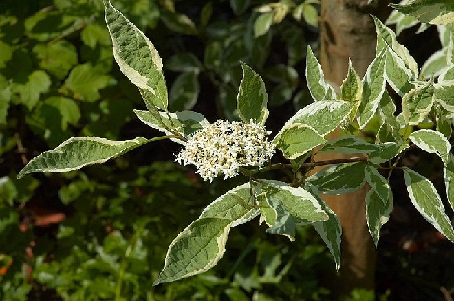 Cornus alba 'Elegantissima' Kornoelje