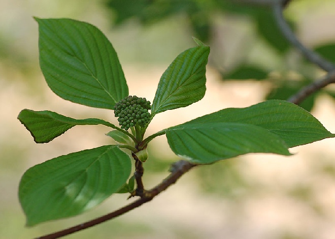 Cornus alternifolia Pagode Kornoelje