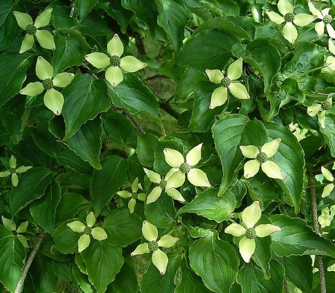 Cornus kousa Kornoelje