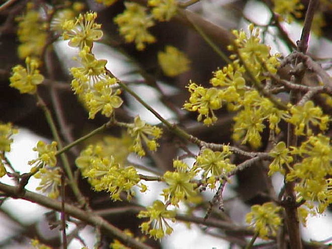 Cornus mas (Heg) Gele Kornoelje