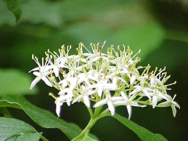 Cornus sanguinea (Heg) Rode Kornoelje