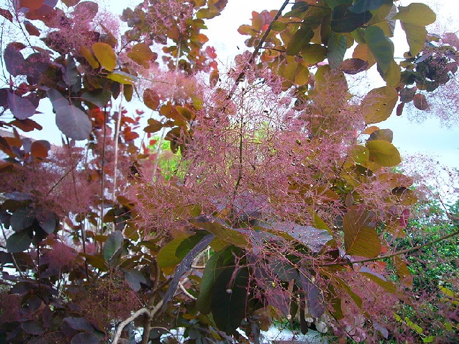 Cotinus coggygria 'Royal Purple' Roodbladige Pruikeboom