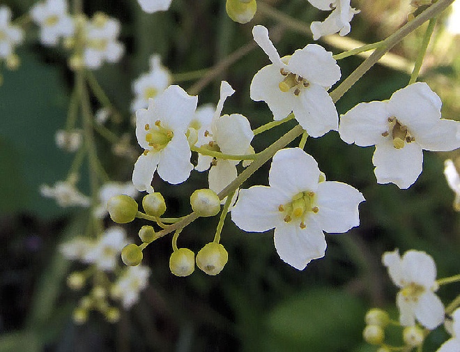Crambe cordifolia Zeekool