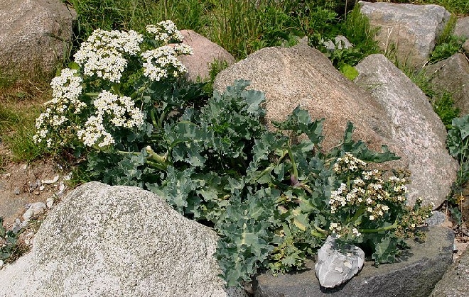 Crambe maritima Zeekool