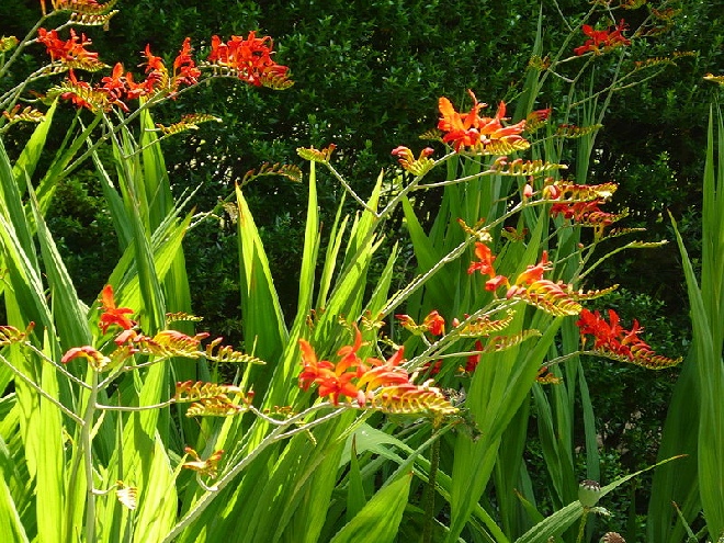 Crocosmia 'Lucifer' Montbretia