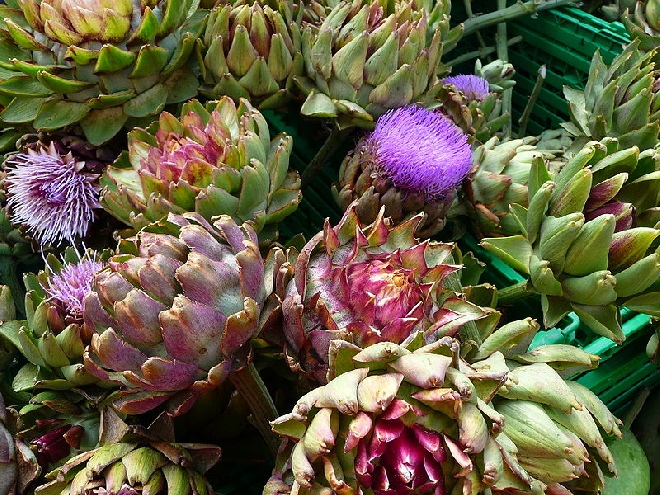 Cynara scolymus Artisjok