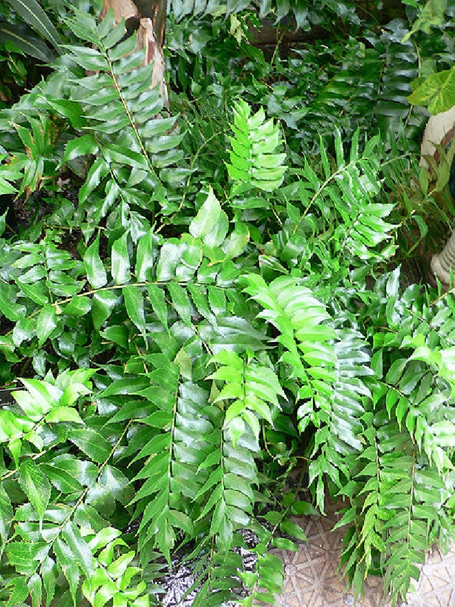 Cyrtomium falcatum IJzervaren