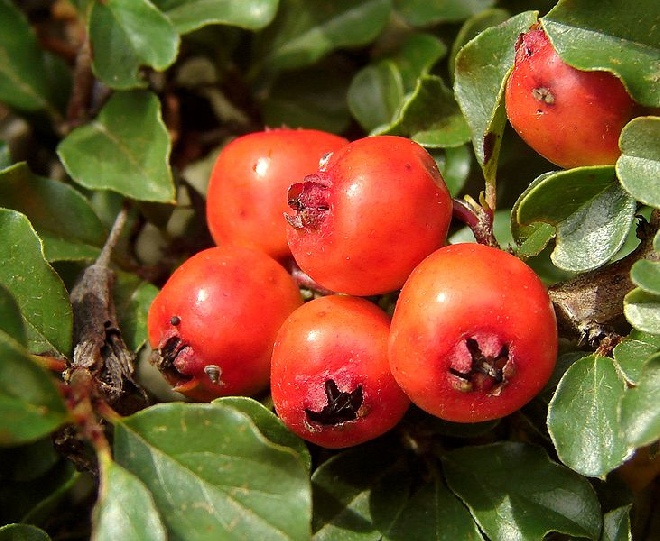 Cotoneaster nanshan 'Boer'(syn. Cotoneaster praecox 'Boer') Dwergmispel