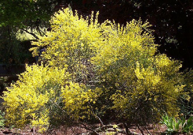Cytisus praecox 'Allgold' Brem
