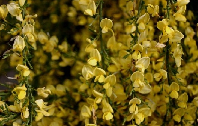 Cytisus praecox Brem