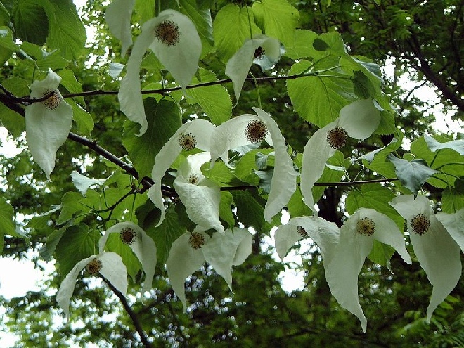 Davidia involucrata Vaantjesboom, Luierboom, Zakdoekjesboom