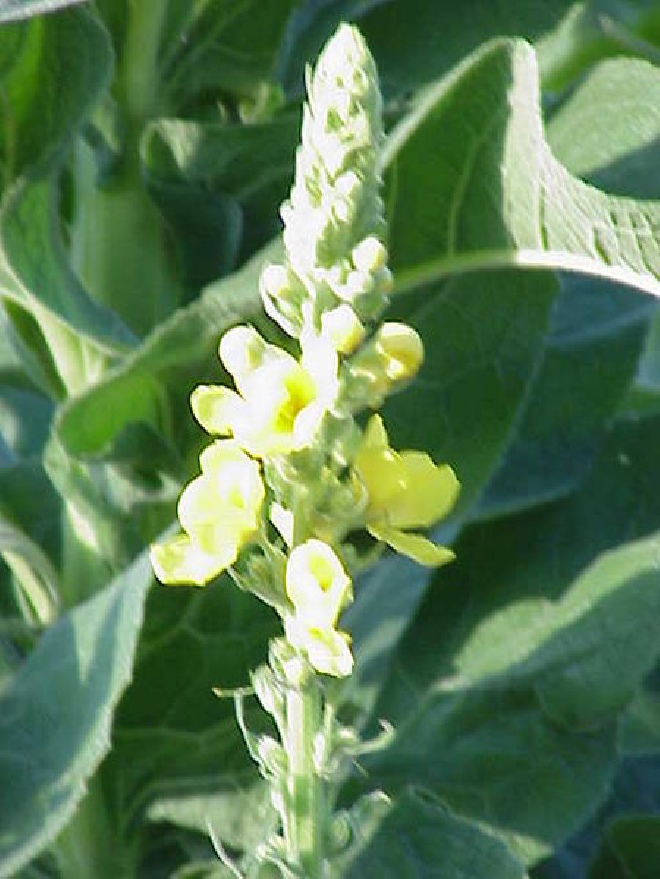 Verbascum olympicum Toorts
