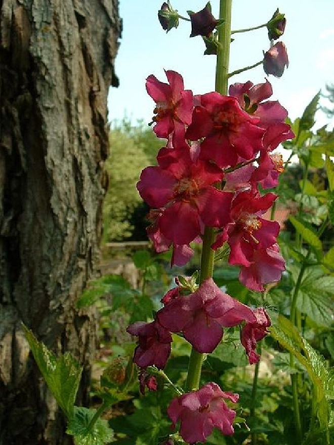 Verbascum 'Pink Domino' Toorts