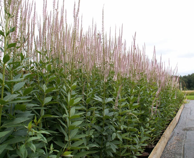 Veronicastrum virginicum 'Pink Glow' (syn. Veronica virginica 'Pink Glow') Virginische Ereprijs