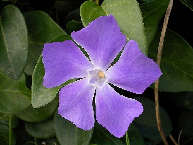 Vinca major Grote Maagdenpalm