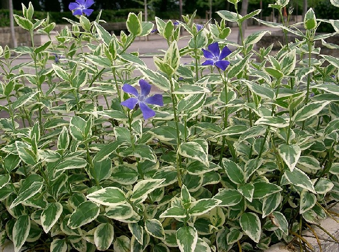 Vinca major 'Variegata' Grootbladige Bonte Maagdenpalm