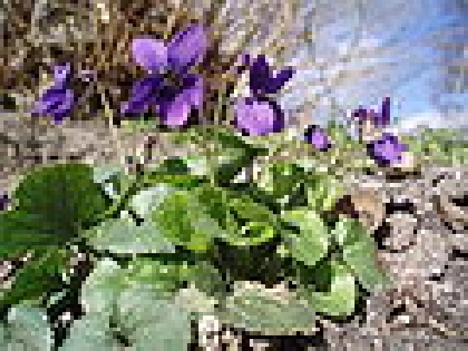 Viola odorata Maart's Viooltje, Welriekend Viooltje