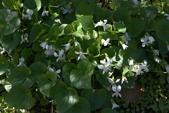 Viola sororia 'Albiflora' Vlinderbloemig Viooltje