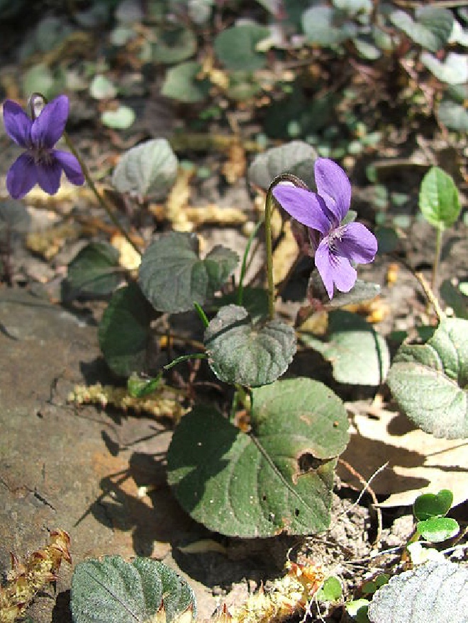 Viola labradorica Viooltje