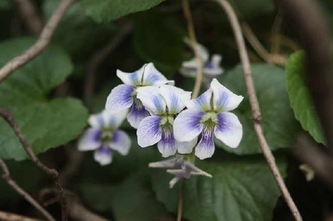 Viola sororia 'Freckles' Vooltje