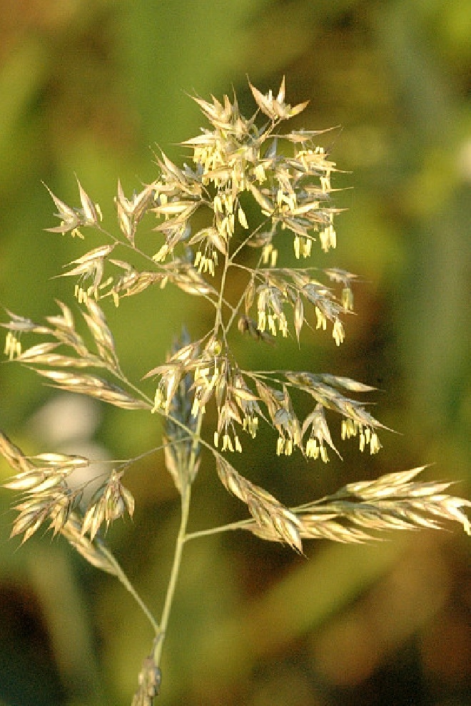 Holcus mollis 'Albovariegatus' Witbol