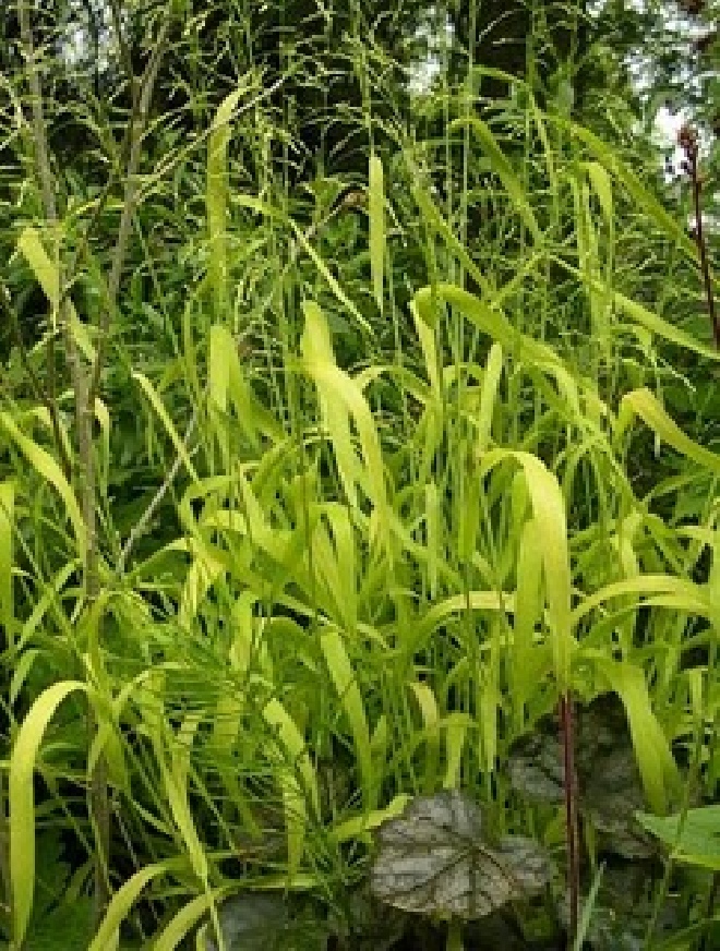Milium effusum 'Aureum' bosgierstgras