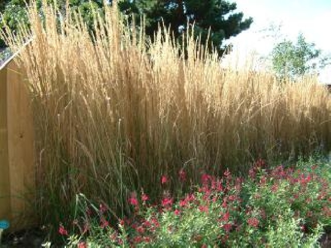 Molinia arundinacea 'Karl Foerster' Pijpestrootje