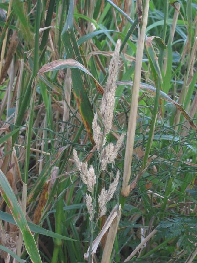 Phalaris arundinacea Kanarigras, Rietgras