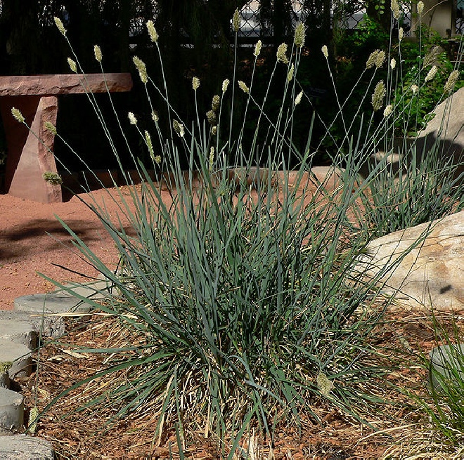 Sesleria caerulea Blauwgras