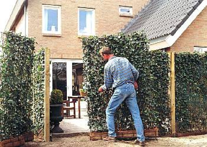 Hedera hibernica Kant-en-klaarhaag Ierse klimop