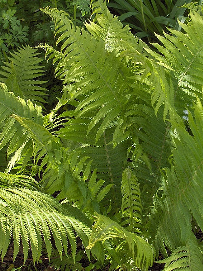 Dryopteris filix-mas Mannetjesvaren