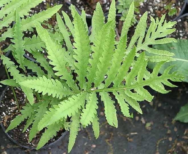 Onoclea sensibilis Bolletjesvaren