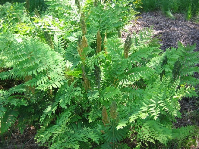 Osmunda regalis Koningsvaren