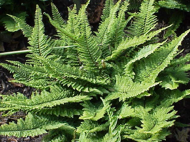 Polystichum setiferum Niervaren, zachte naaldvaren