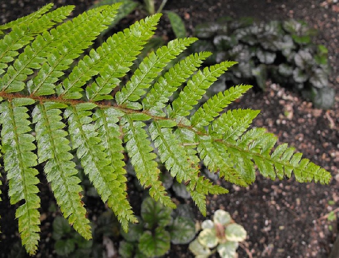 Polystichum polyblepharum Glansschildvaren, naaldvaren