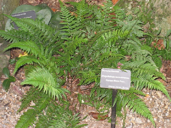 Polystichum tsussimense Naaldvaren,Smalle schildvaren.