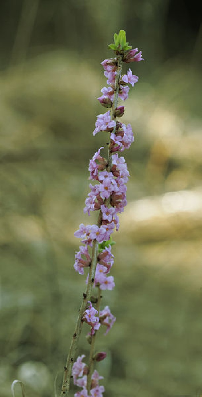 Aconitum carmichaelii 'Arendsii' Monnikskap