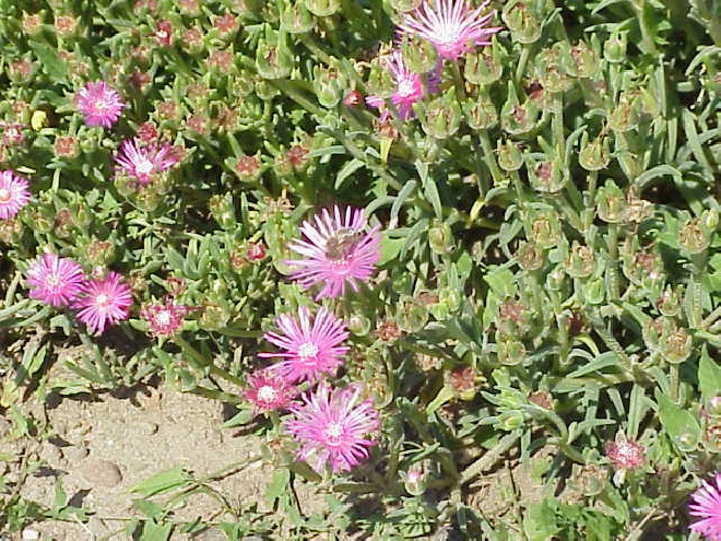 Delosperma cooperi IJsbloem