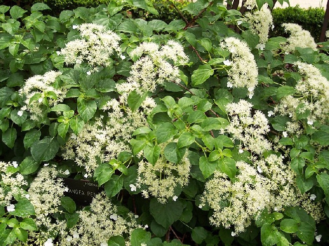Hydrangea petiolaris 'Mirranda' klimhortensia