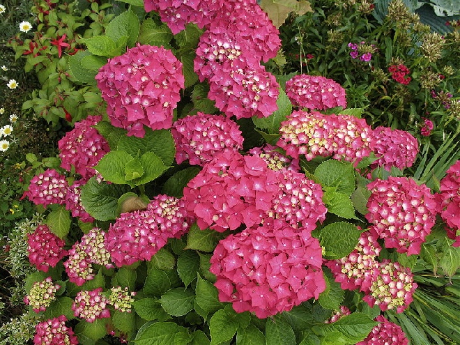 Hydrangea macrophylla Hortensia
