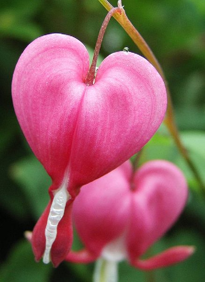 Dicentra spectabilis Gebroken Hartje, Mariatranen